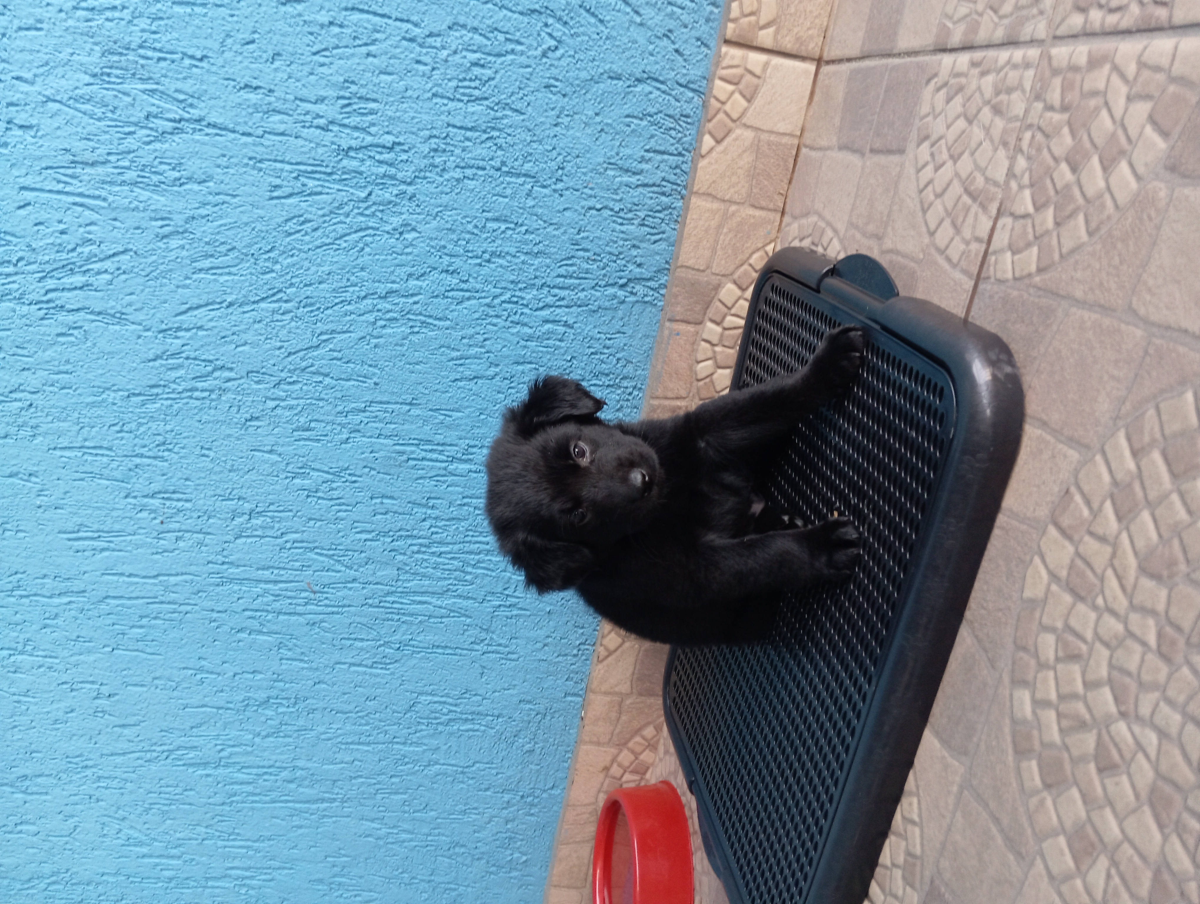 Foto do Pet