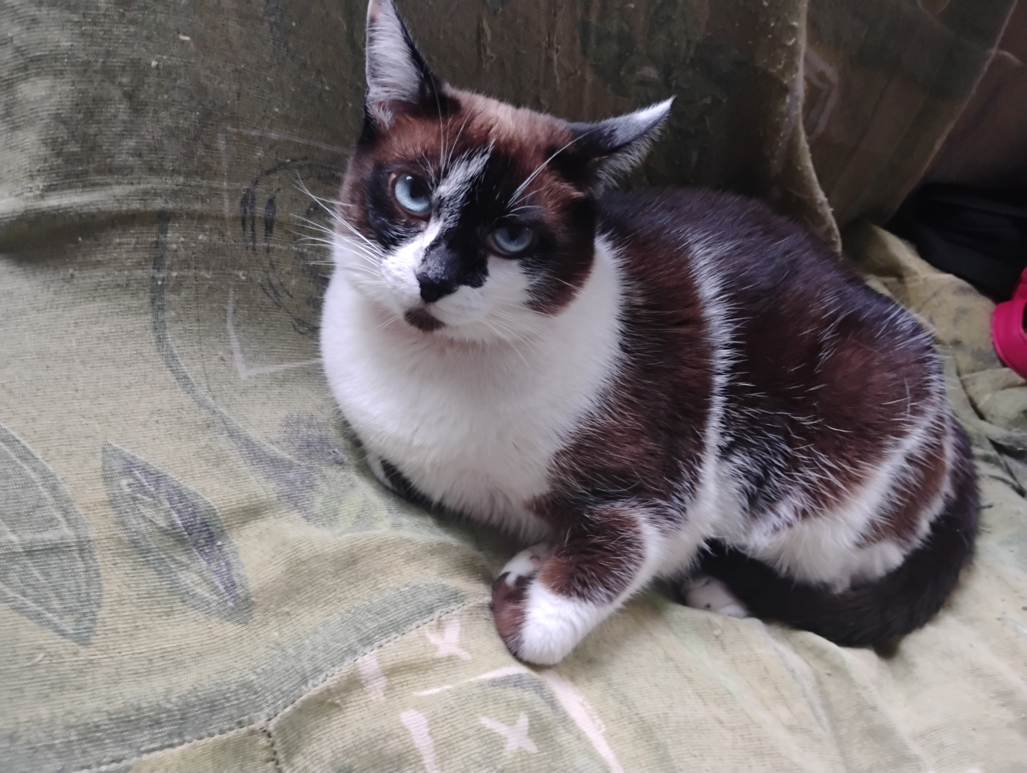 Foto do Pet