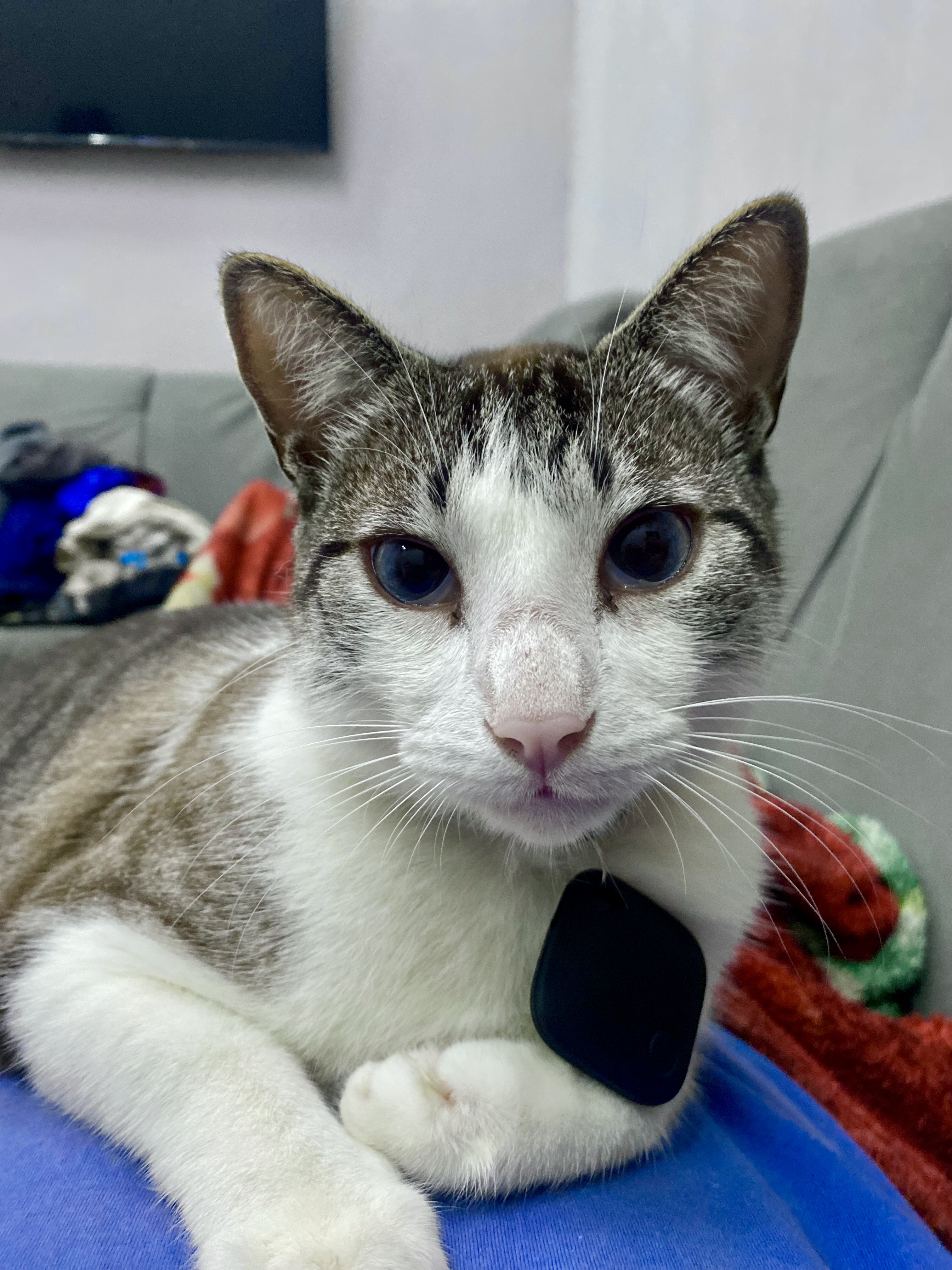 Foto do Pet