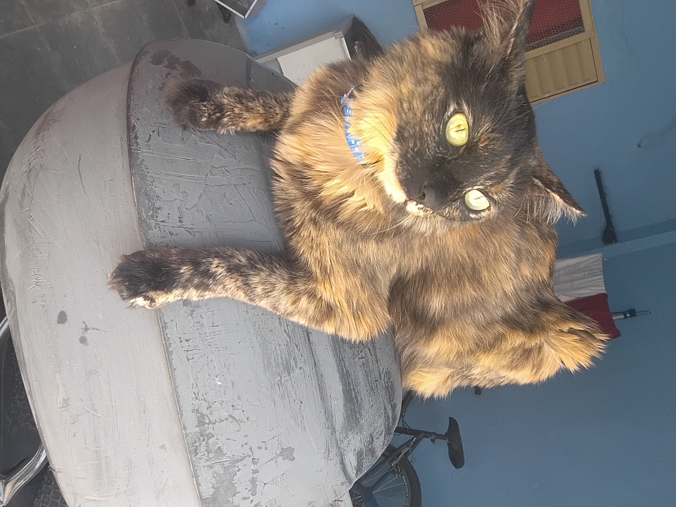 Foto do Pet
