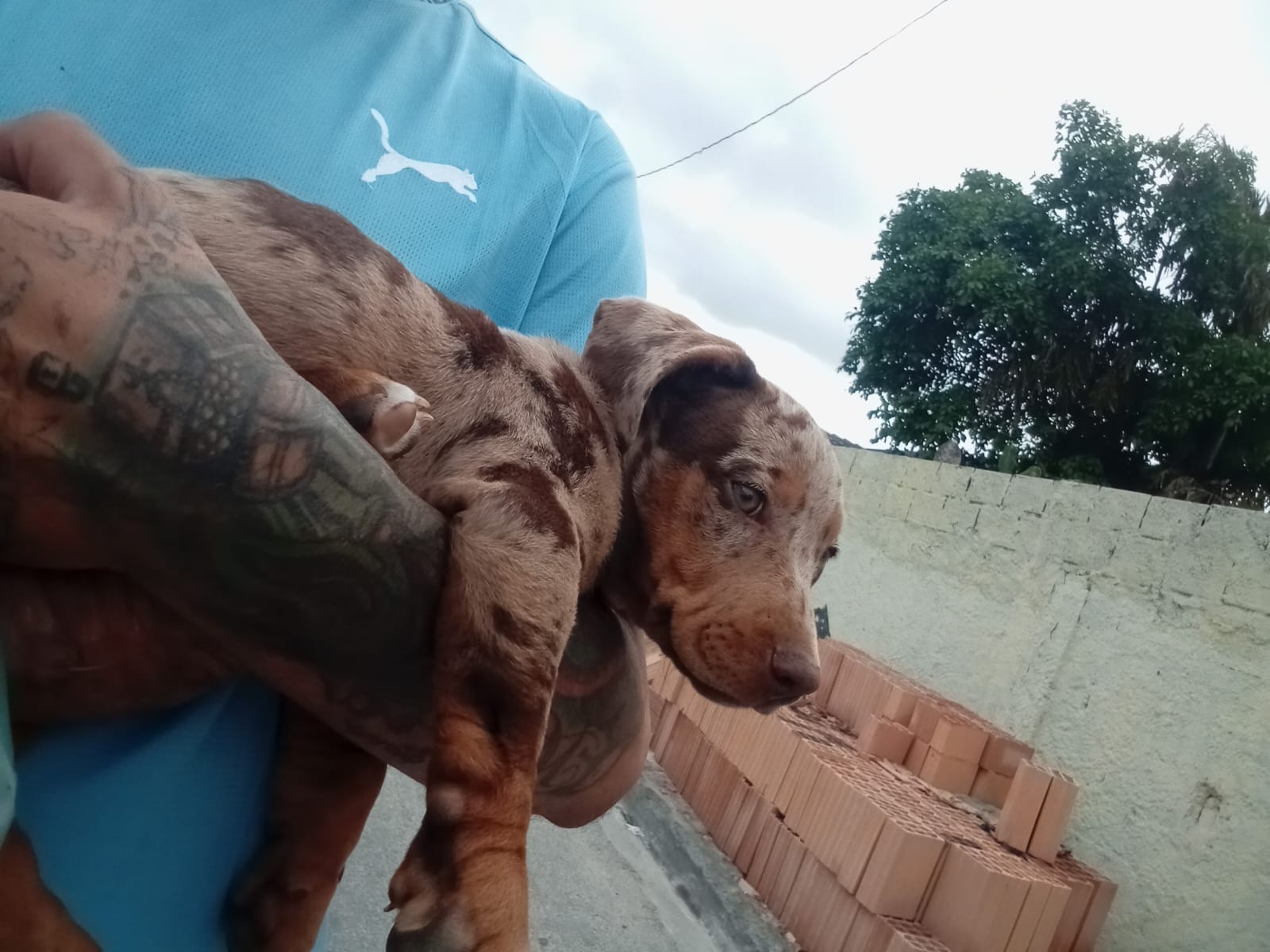 Foto do Pet