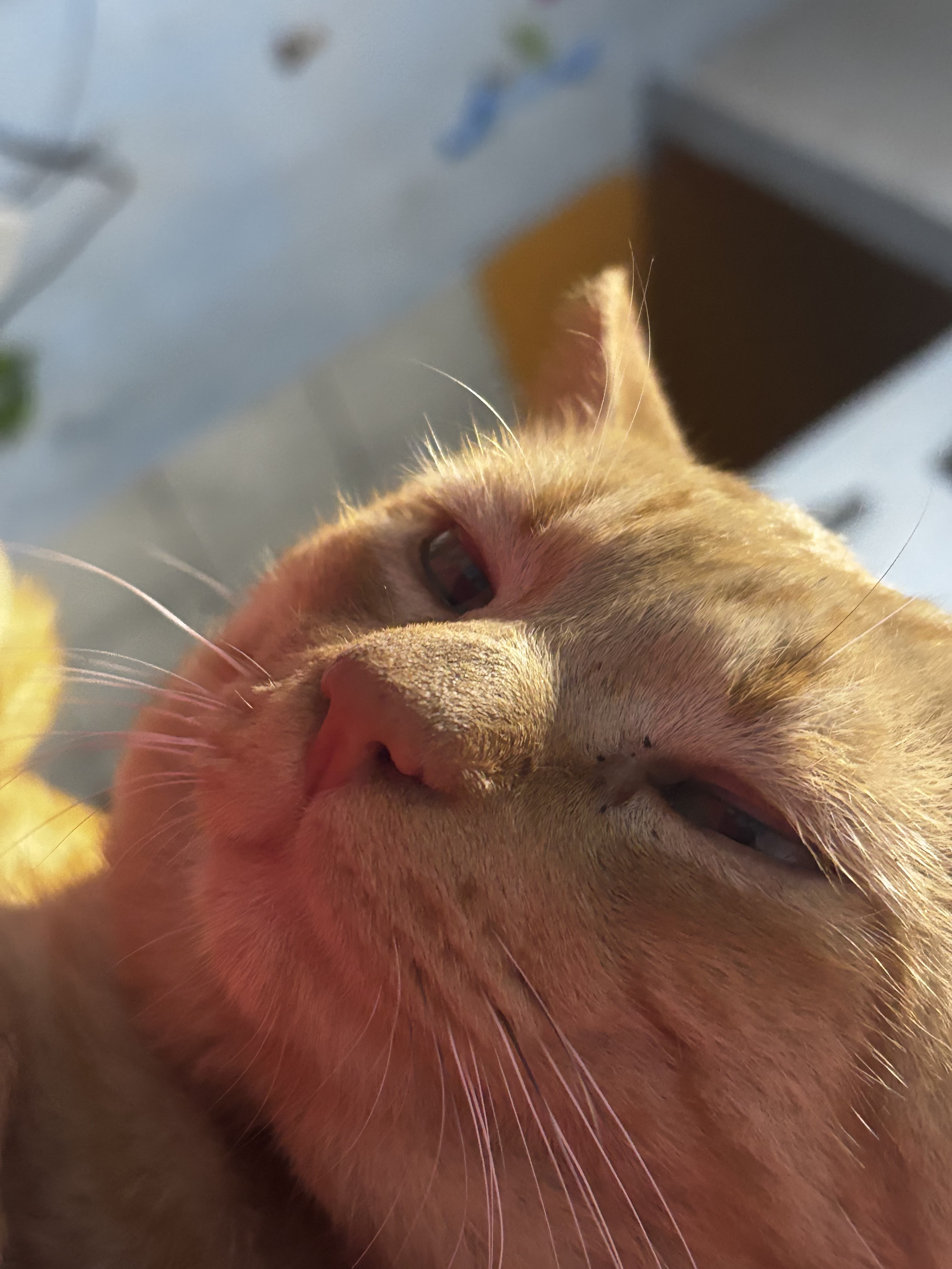 Foto do Pet