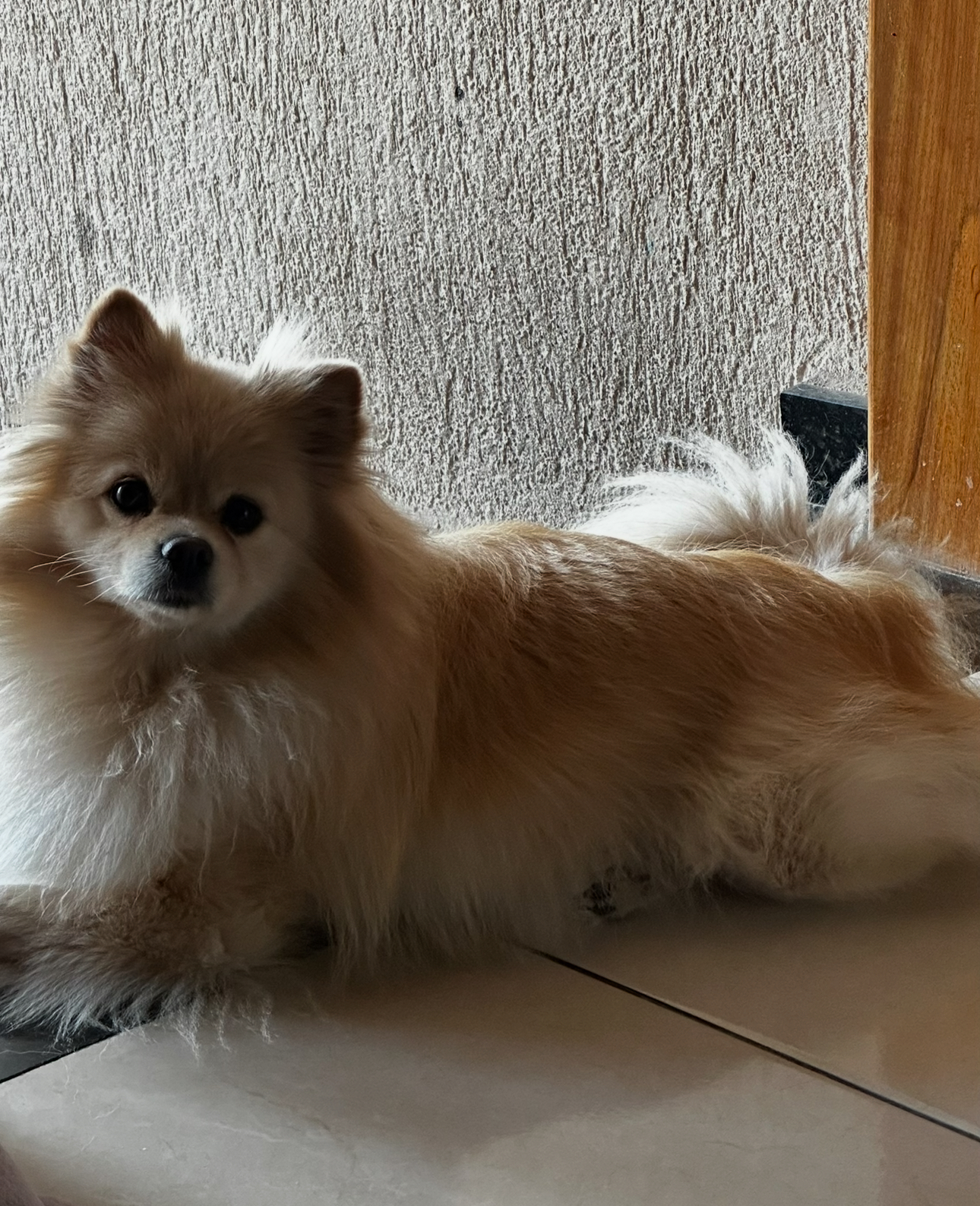 Foto do Pet