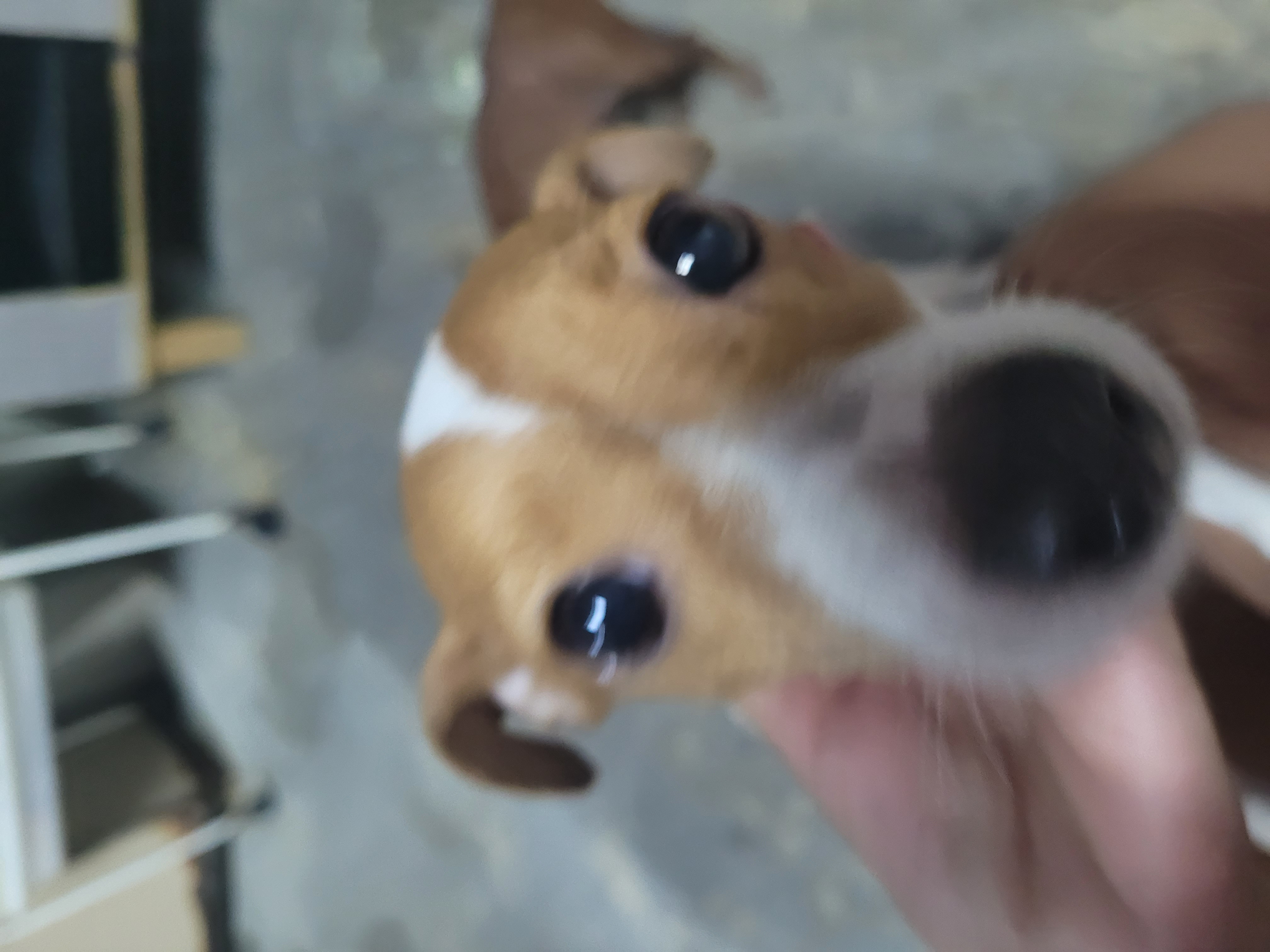 Foto do Pet