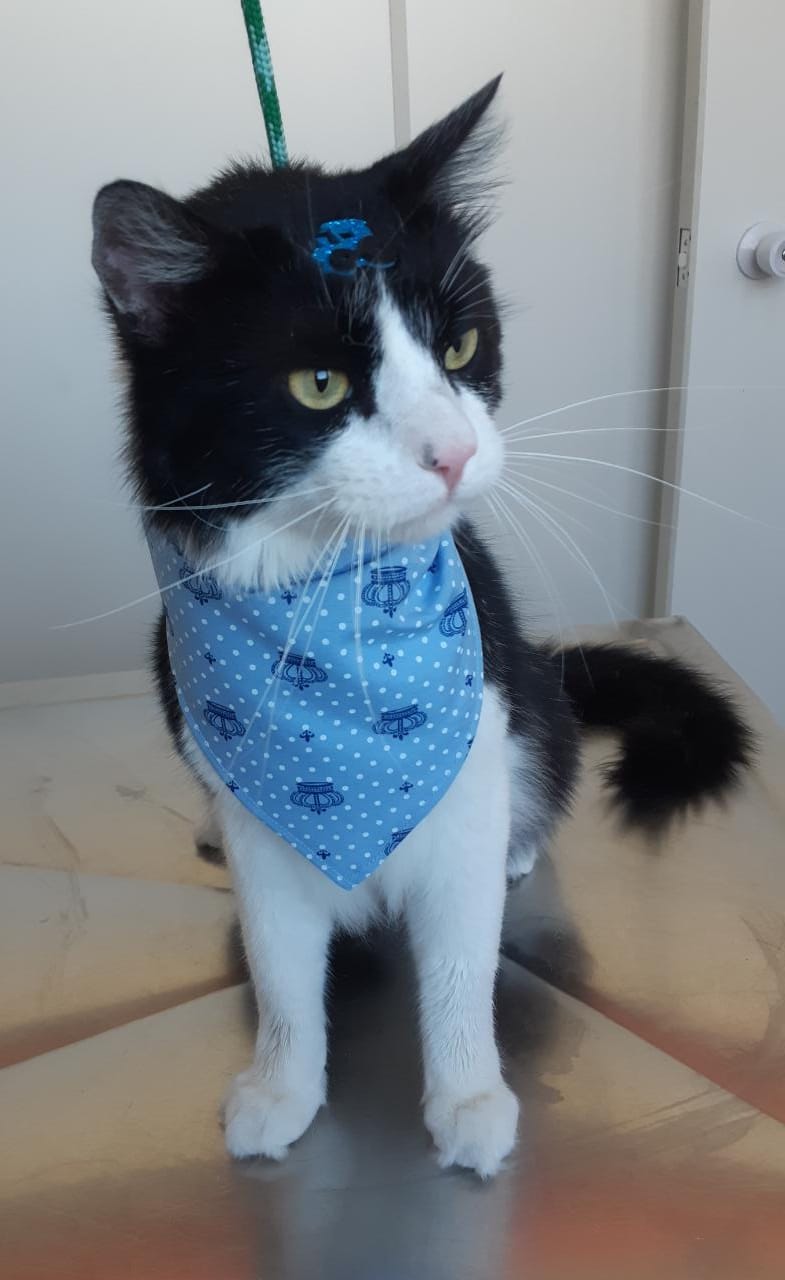 Foto do Pet