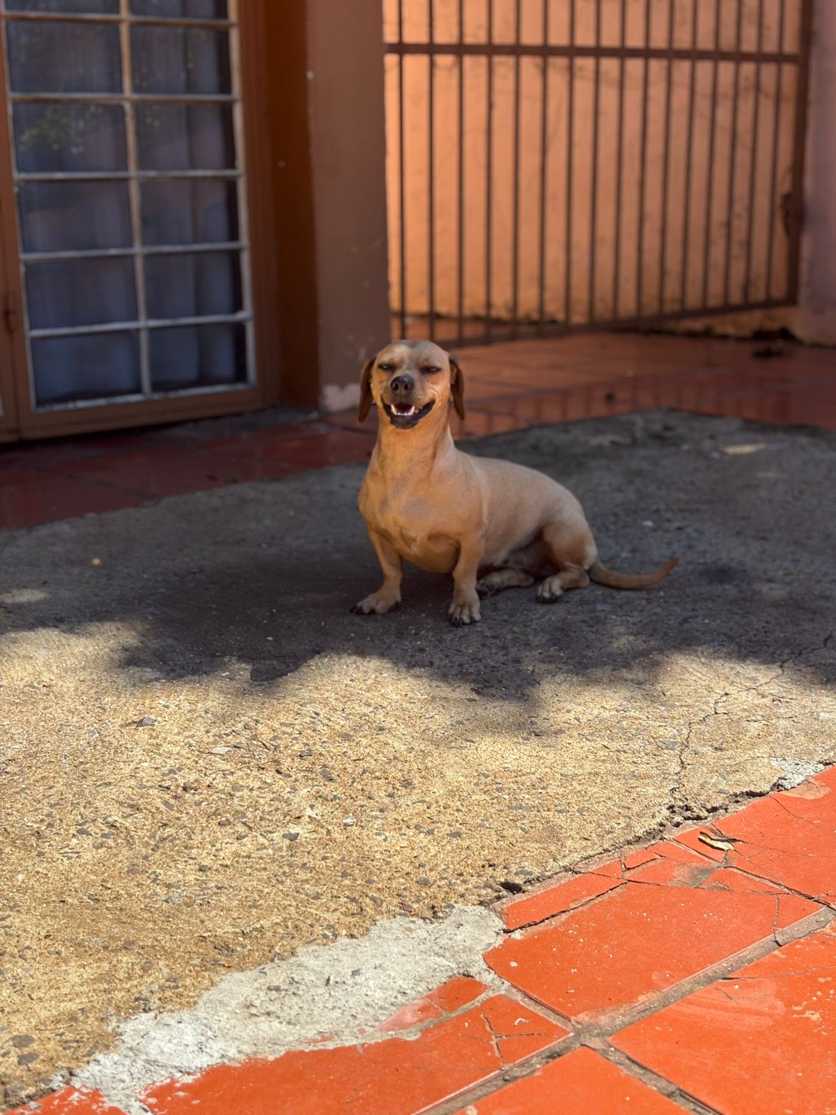 Foto do Pet
