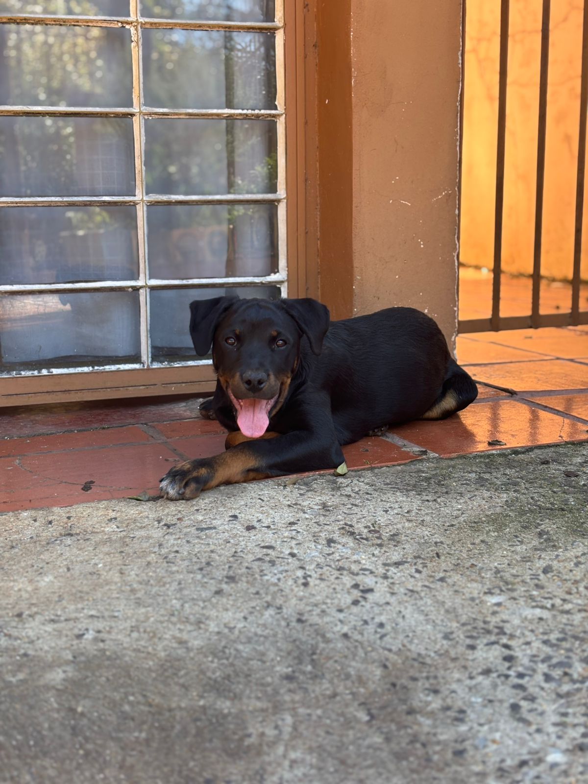 Foto do Pet