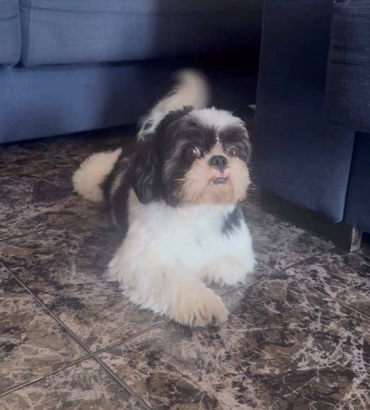 Foto do Pet