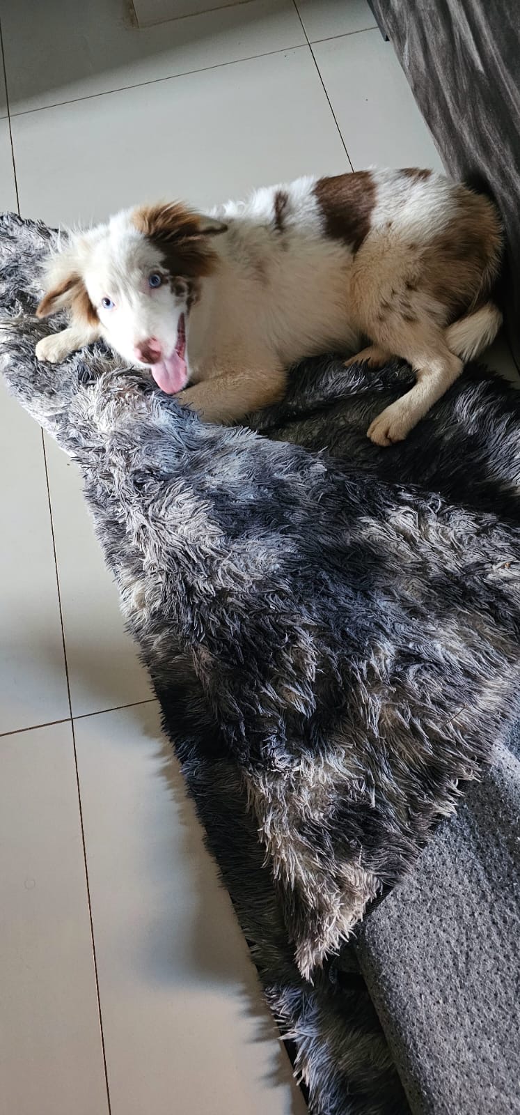Foto do Pet