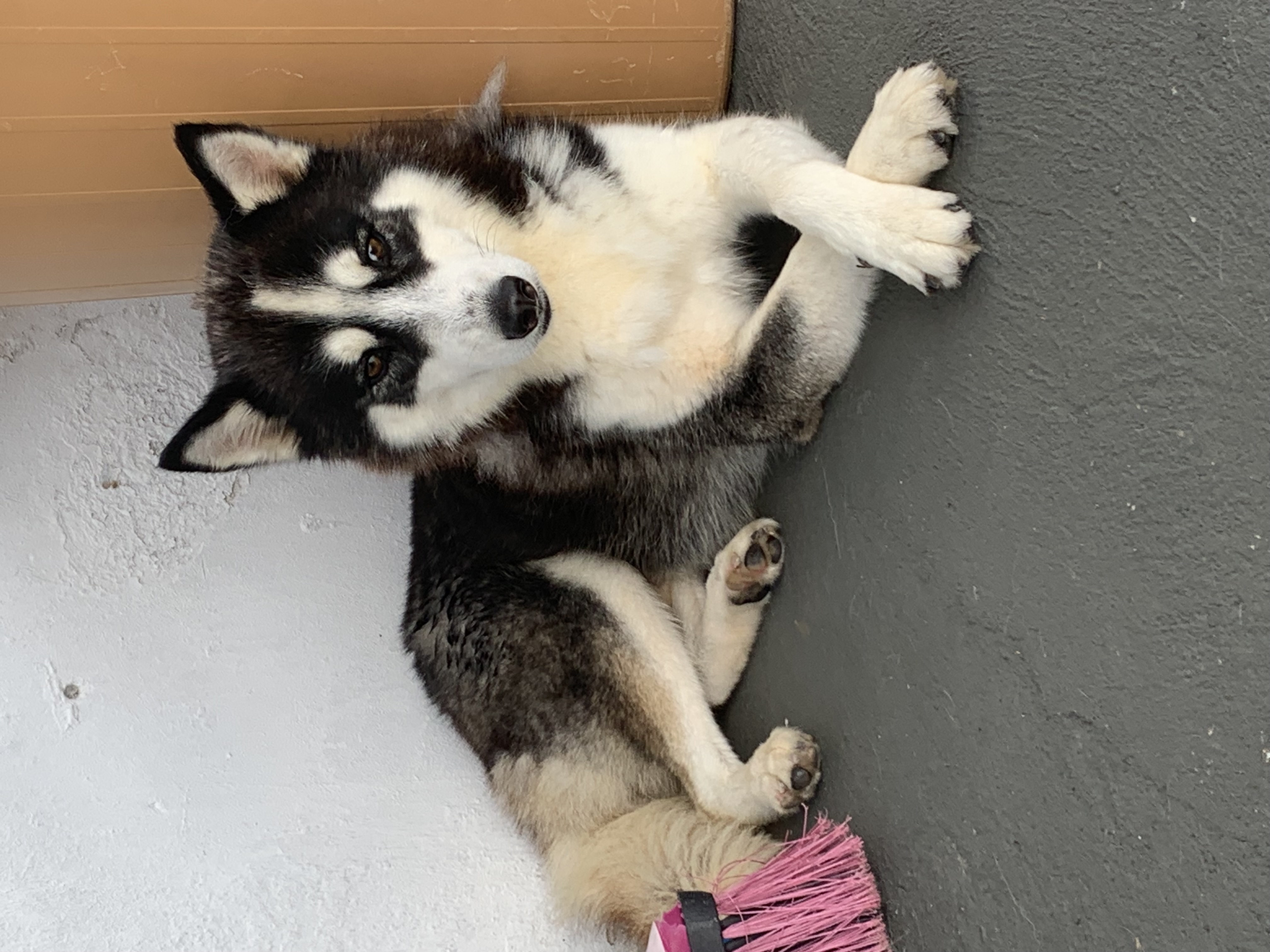 Foto do Pet