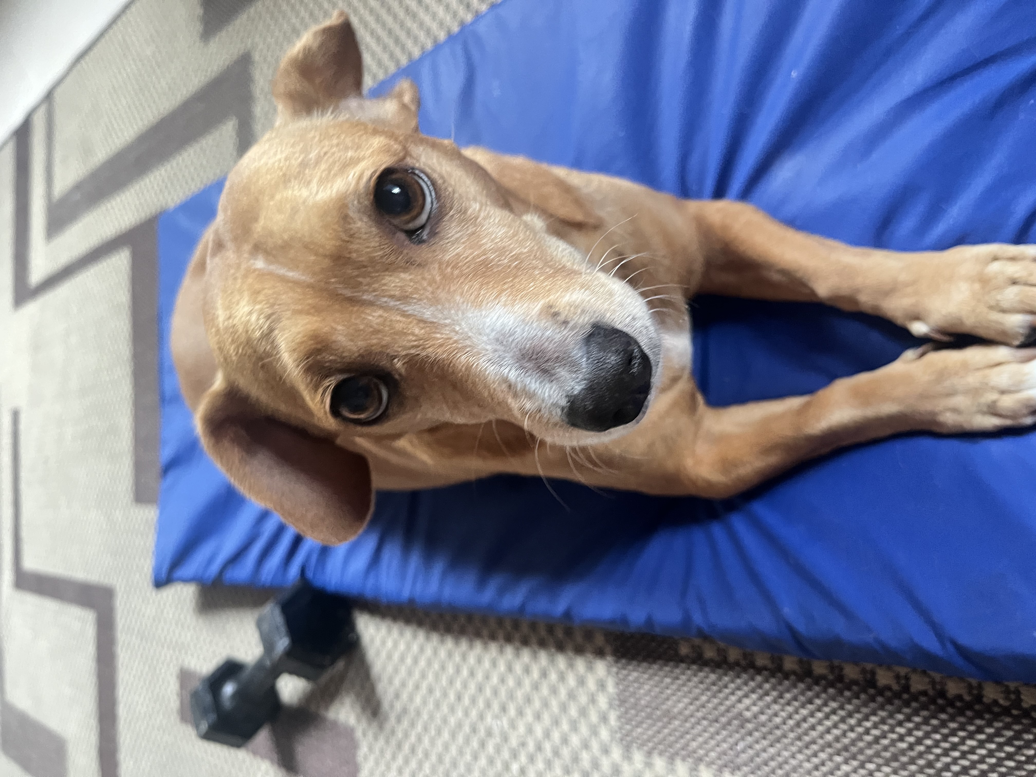 Foto do Pet